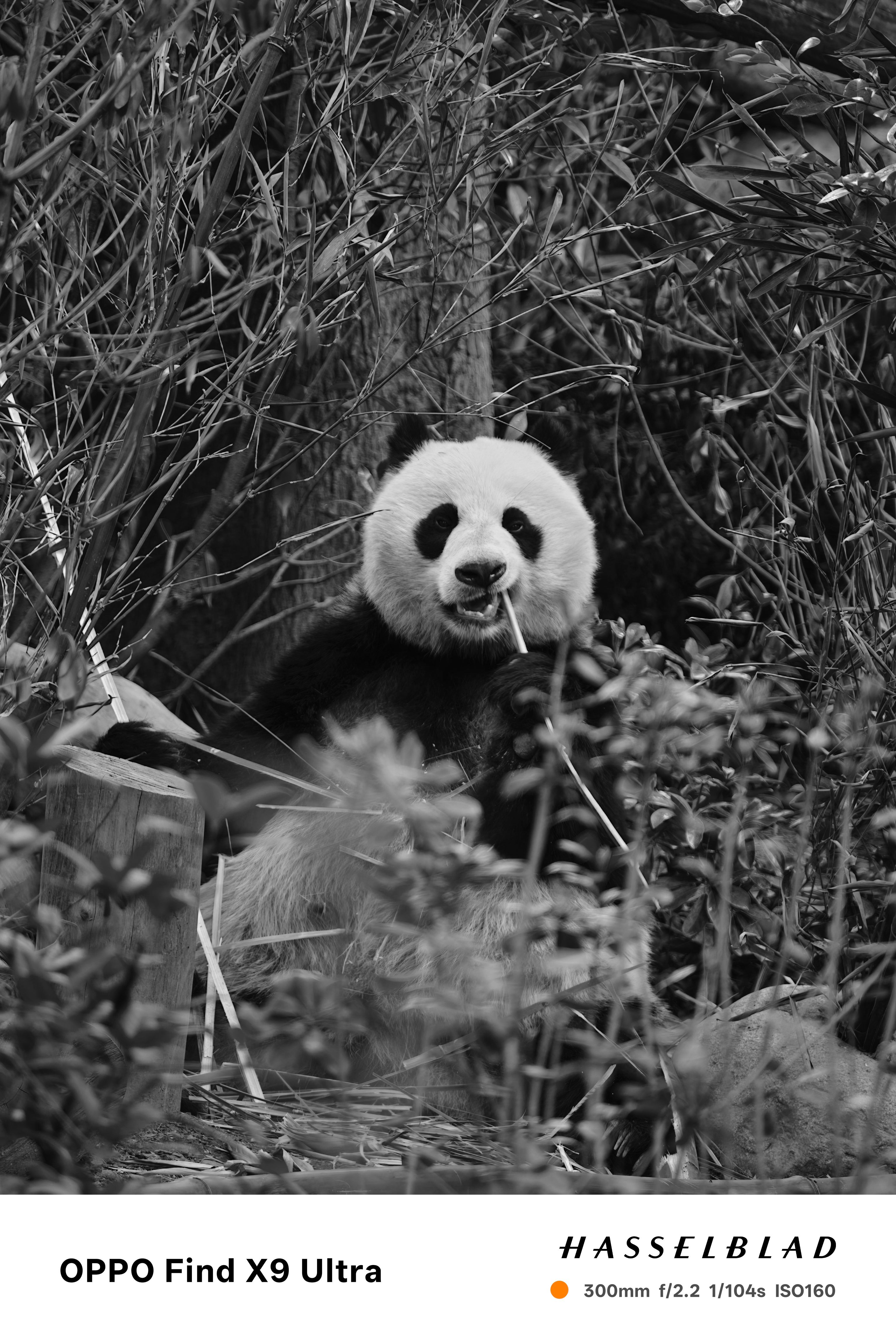 Giant panda sitting among bamboo and foliage, chewing on a stalk in a leafy enclosure