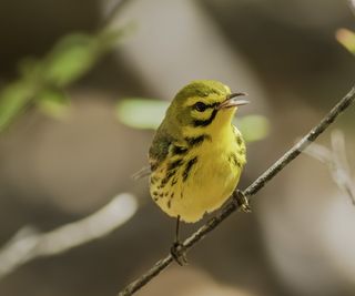 The yellow prairie warbler, Setophaga discolor, perching on a branch