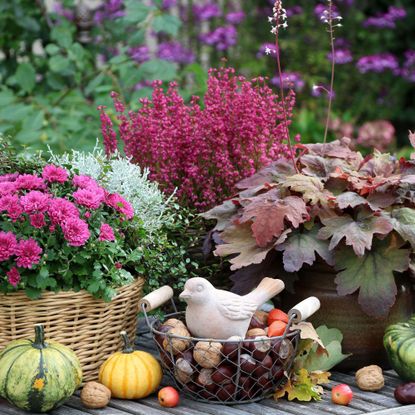 selection of autumn planters with pumpkins