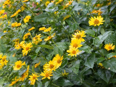 Yellow Flowered Jerusalem Artichoke Plants