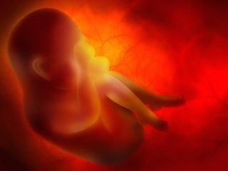 An artist's image of a human embryo developing in utero