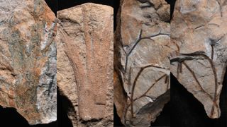 Four pictures showing fossil trees from the Middle Devonian discovered in the U.K.