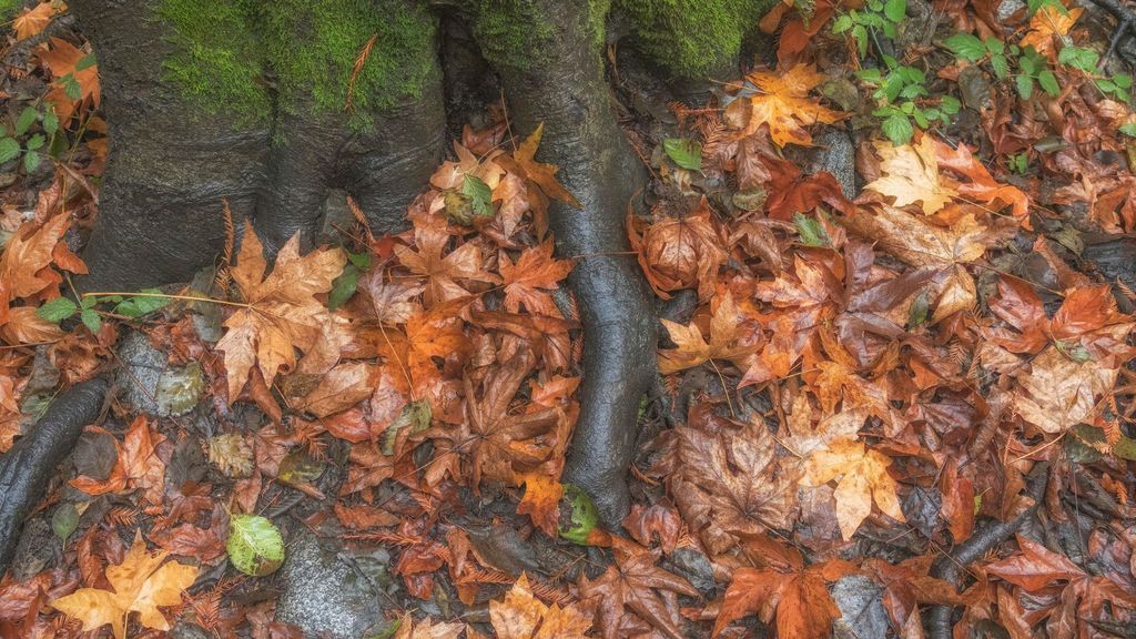7 really good reasons dead leaves should never go in the trash