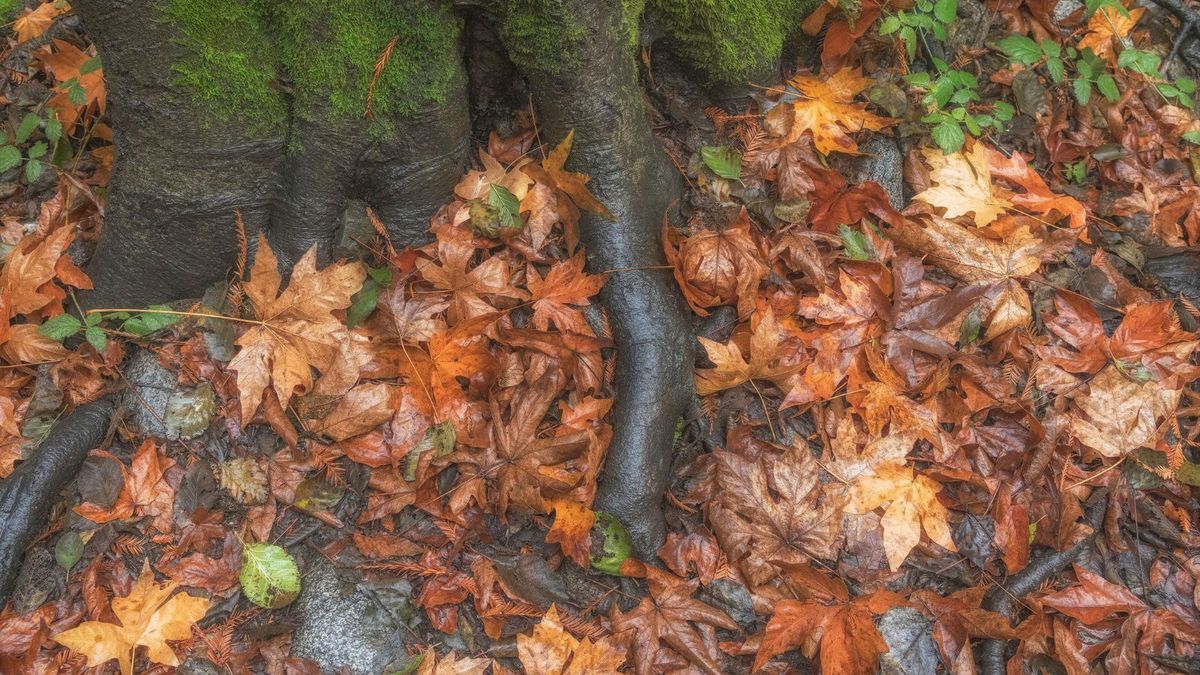 7 really good reasons dead leaves should never go in the trash, says garden expert