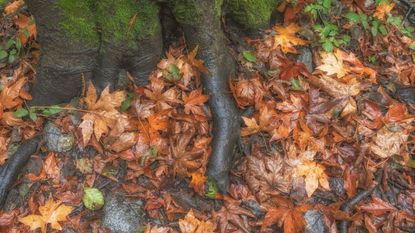 Dead leaves