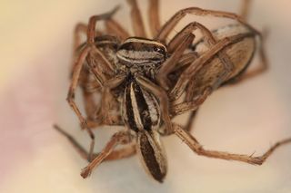 wolf spiders threesomes