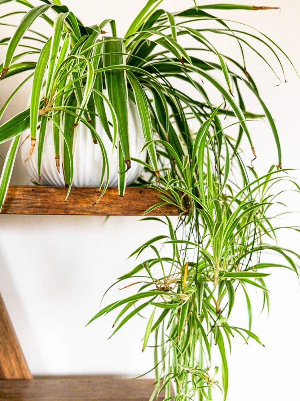 Indoor Potted Spider Plant