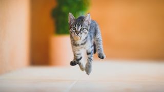 Cat running