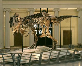 The <em>Tyrannosaurus rex</em> named Sue, shown here at The Field Museum in Chicago, may not have used her little arms much when she was alive, scientists say.