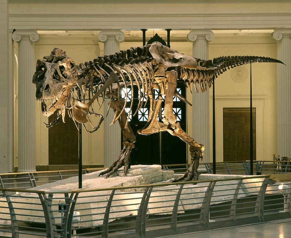 Canadian dinosaur named 'Scotty' named world's biggest T. rex