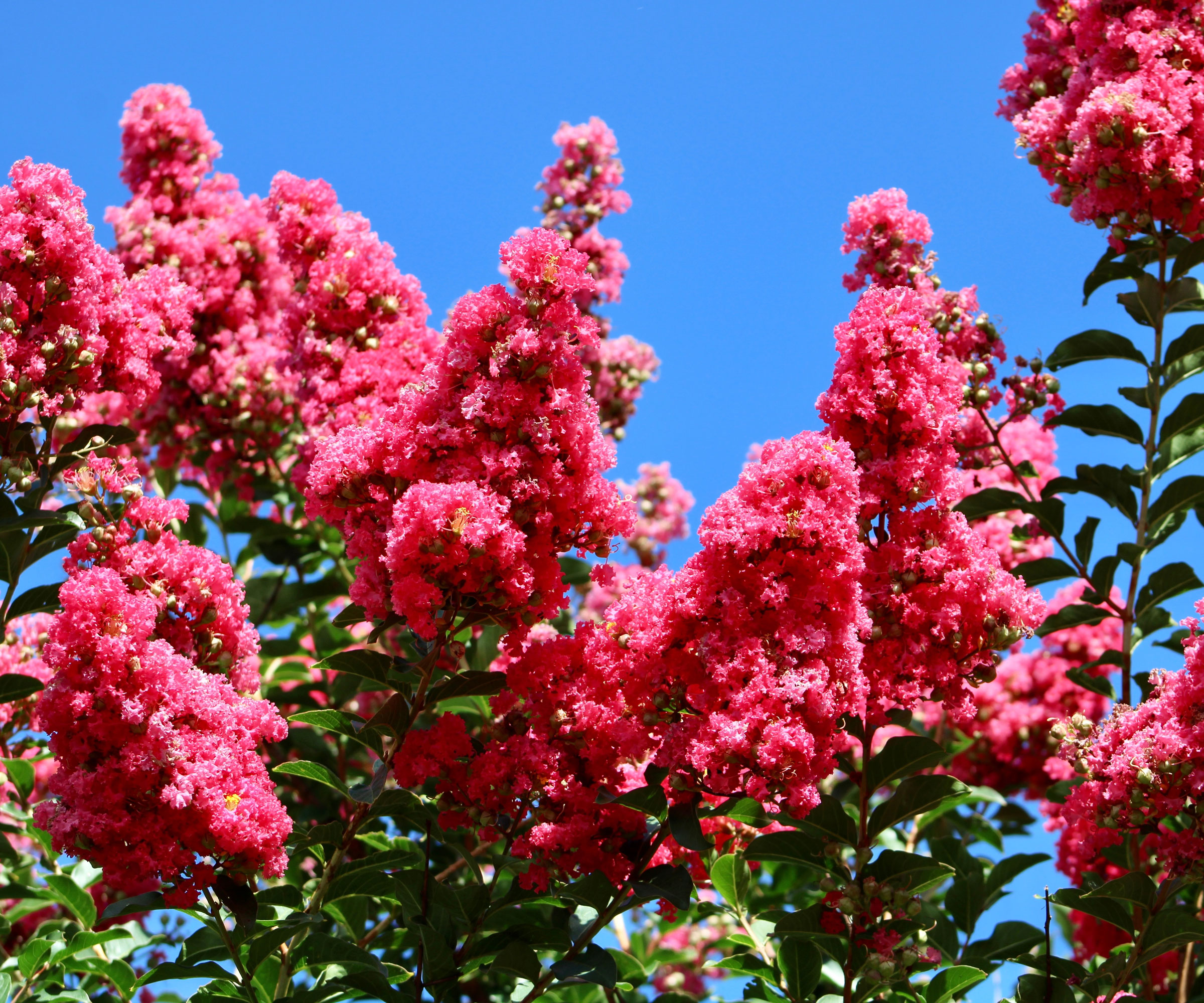 crepe myrtle tree showing pink flowers