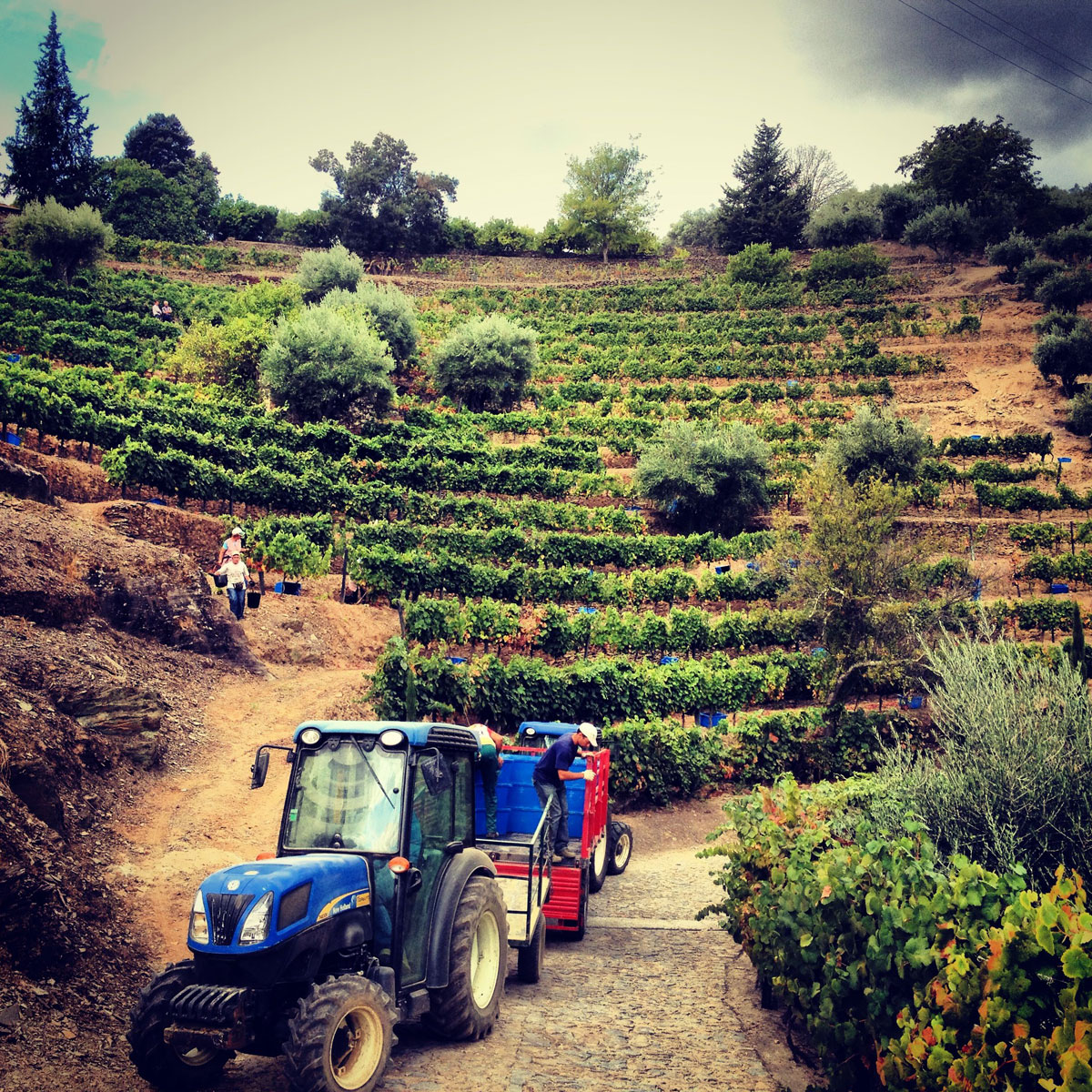 Malvedos Douro harvest 2013
