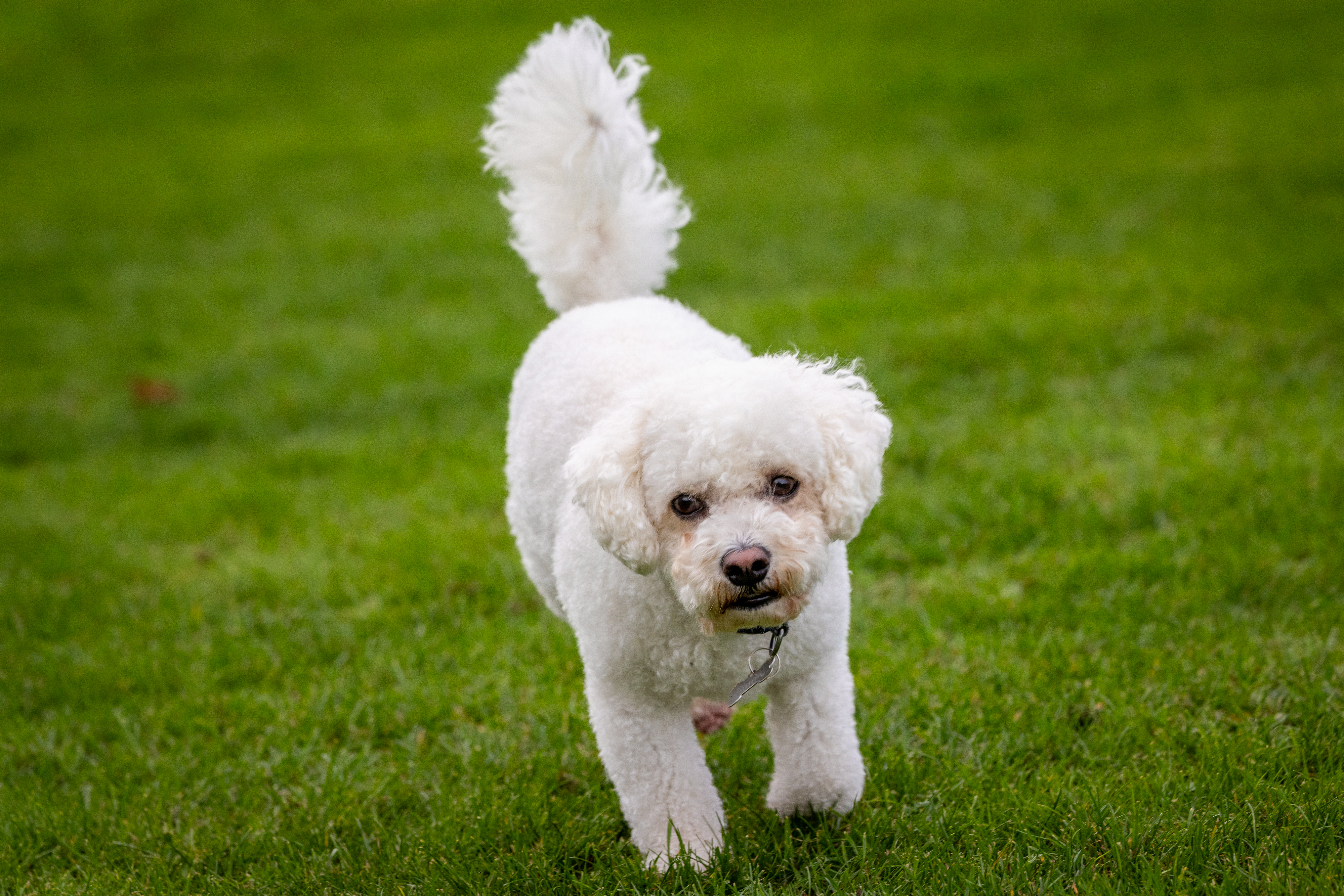 Canon Pre-Continuous Shooting mode