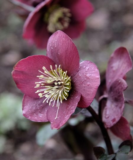 Helleborus (Rodney Davey Marbled Group) ‘Anna’s Red’