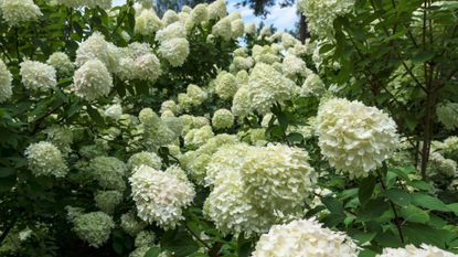 hydrangeas in a backyard