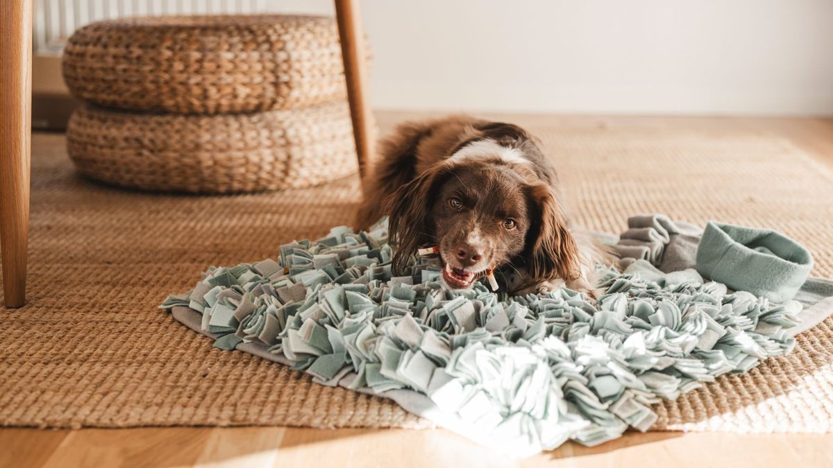 Springer spaniel mix lying on a snuffle mat chewing a treat