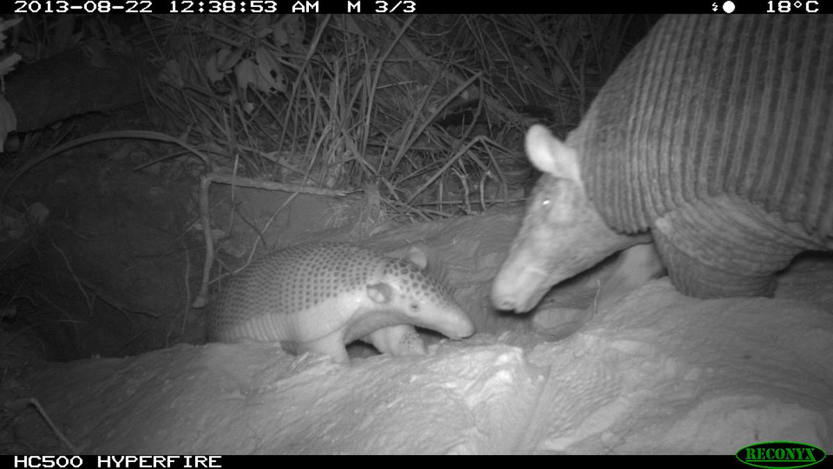 Giant Armadillos Create Homes for Other Animals | Live Science