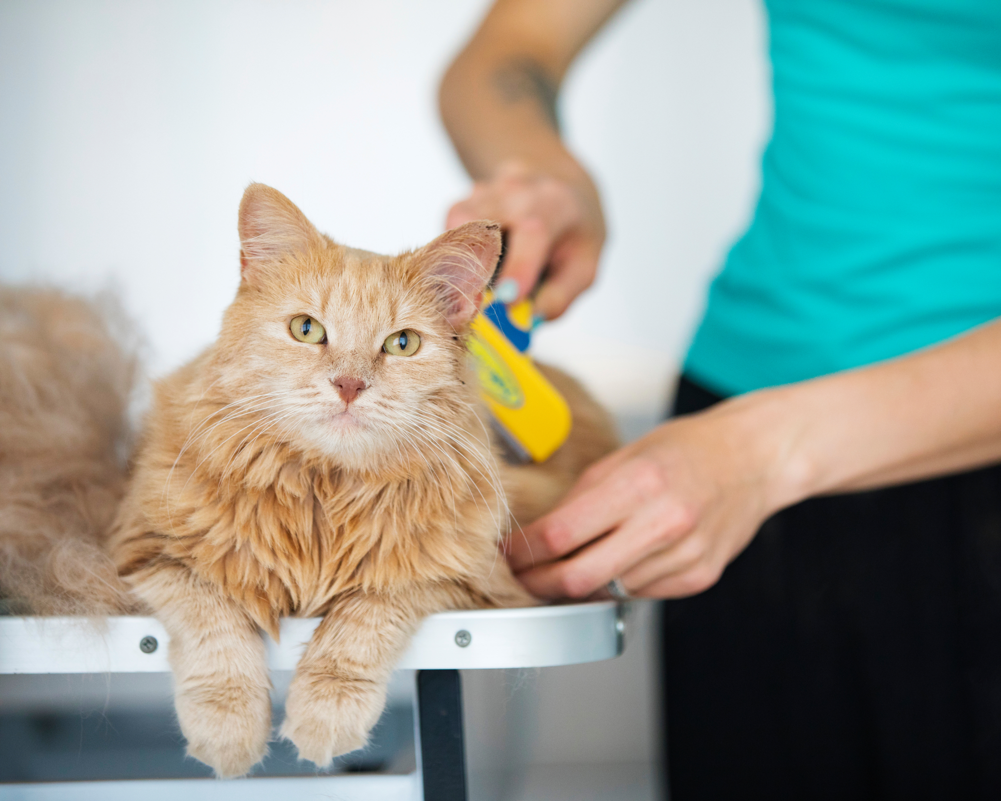 Ginger Cat&#039;s hair Being Brushed in Pet Grooming Salon.