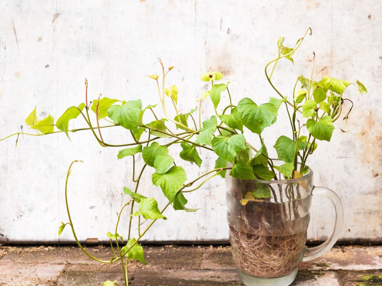 Sweet Potato Slips Growing From A Glass Of Water