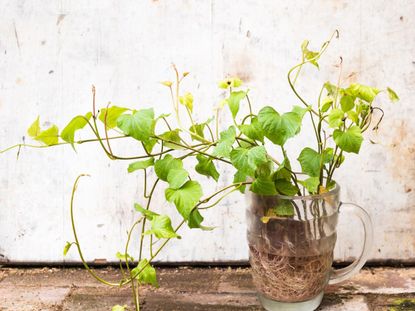 Sweet Potato Slips Growing From A Glass Of Water