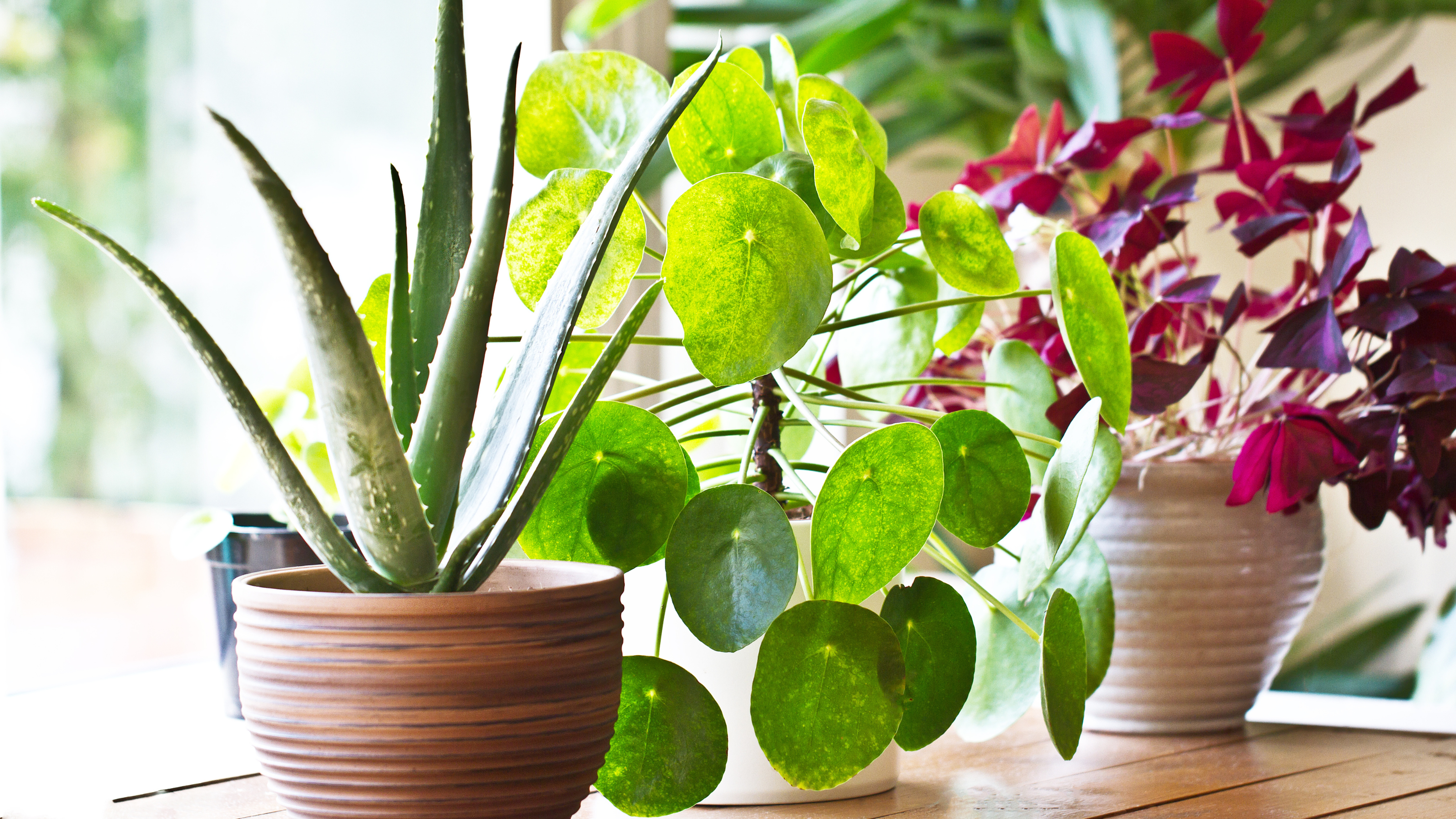 Various lush houseplants sitting on a windowsill in the bright sunshine