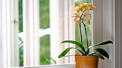 yellow orchid in pot on a windowsill