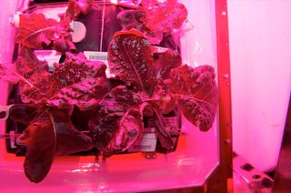 Astronauts on the International Space Station harvested a crop of "Outredgeous" red romaine lettuce from the Veggie plant growth system for growing vegetables and other plants in space.