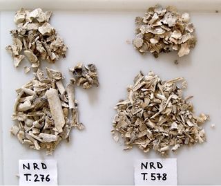 Cremated bone fragments from the Narde di Frattesina necropolis in Italy. The bones on the left probably belong to a male, while the bones on the right are probably from a female.