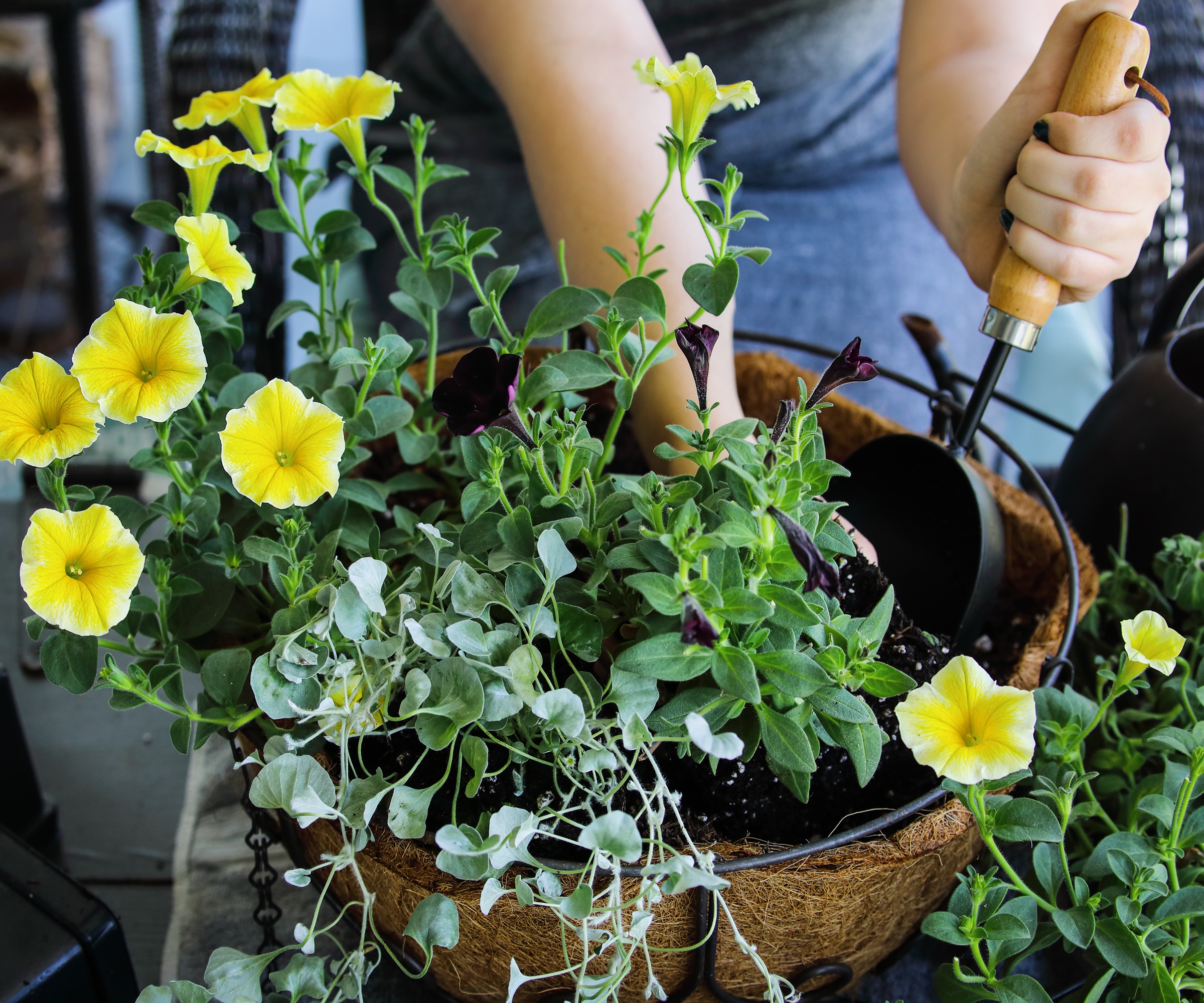 planting up a hanging basket
