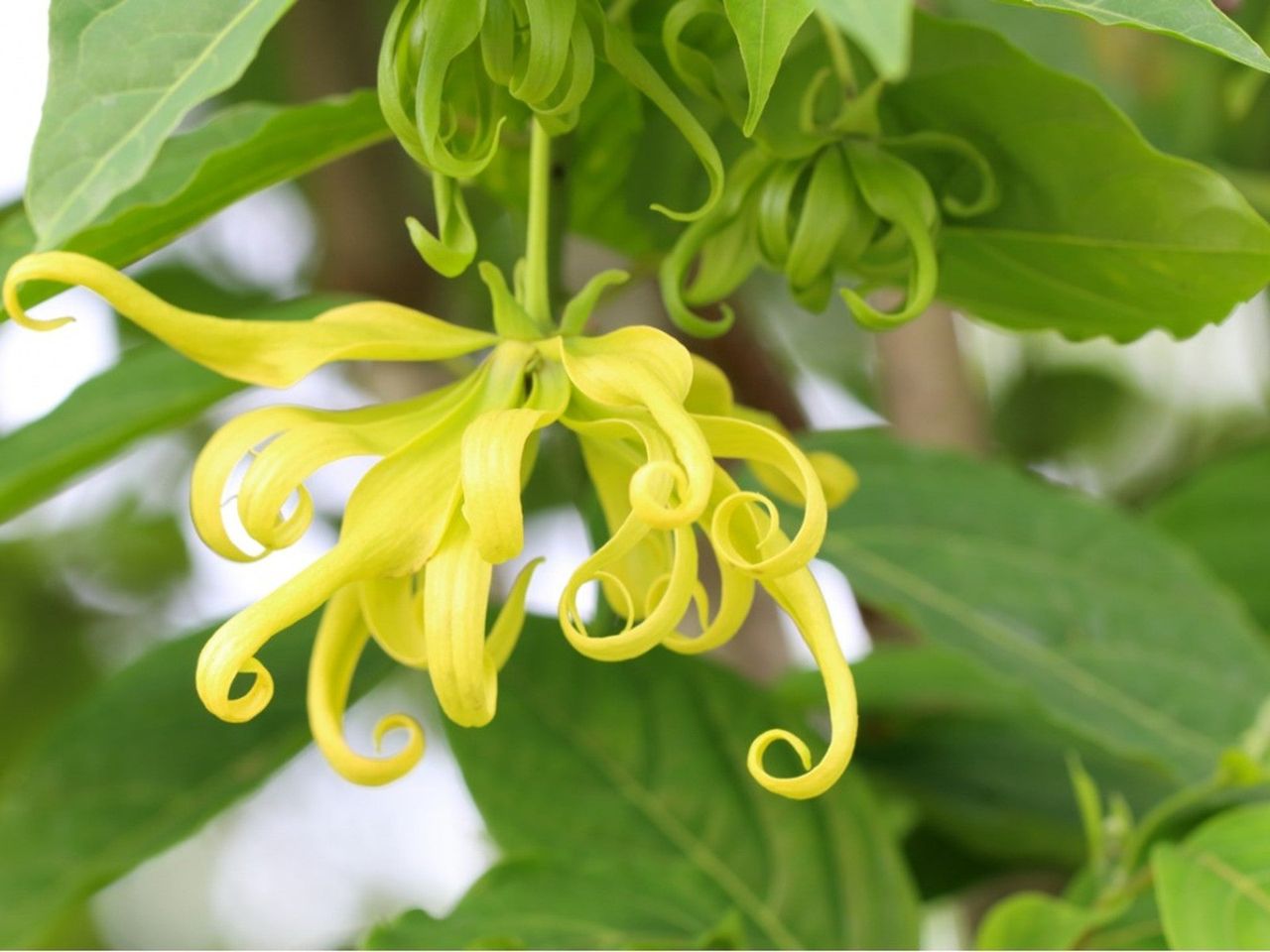 Yellow Curly Dwarf Ylang Ylang Tree