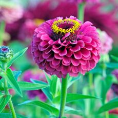purple zinnia flowers growing in a garden border