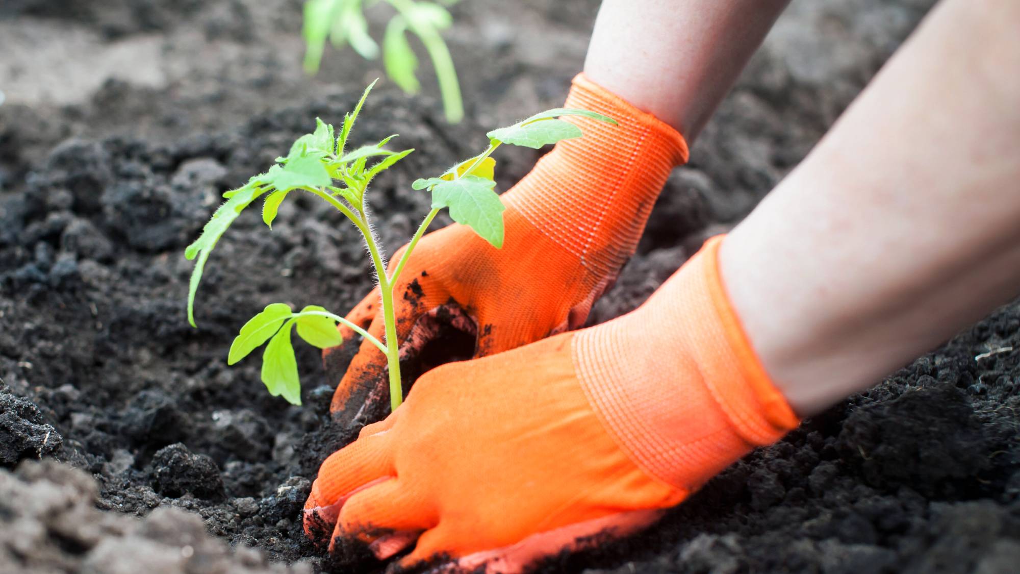 Hands wearing orange gloves transplant a tomato seedling in the ground