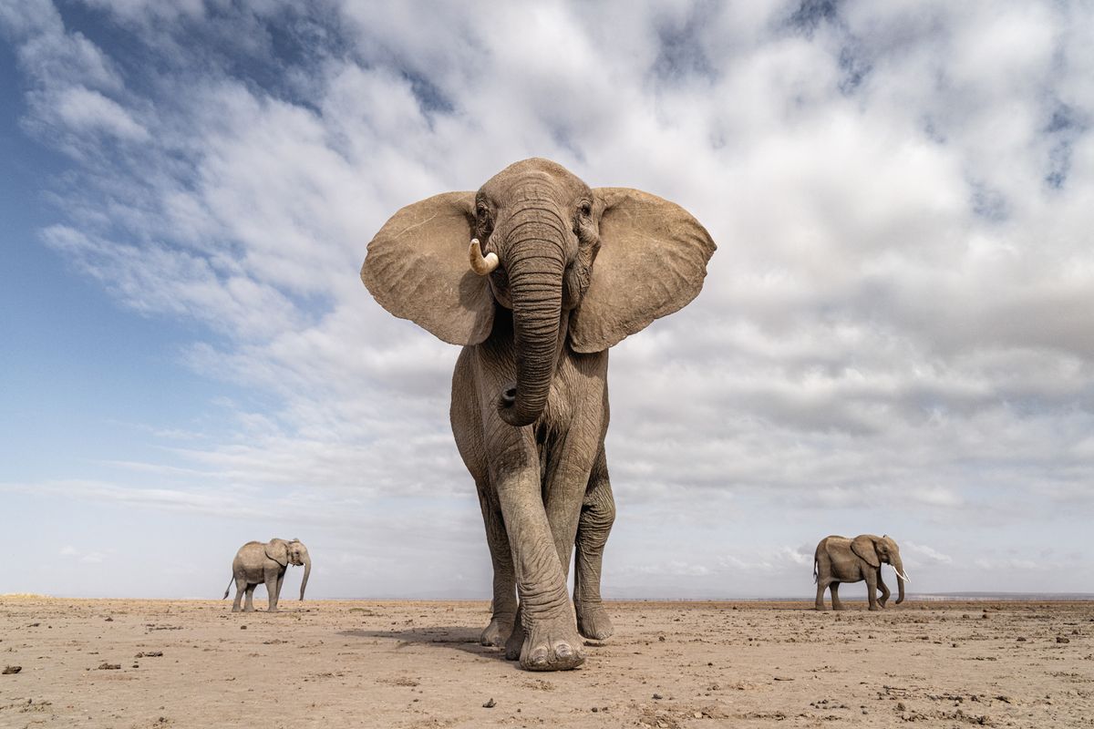 Elephant Trio, Amboseli, Kenya, 2023 “Flanked by companions, a female elephant stands her ground”