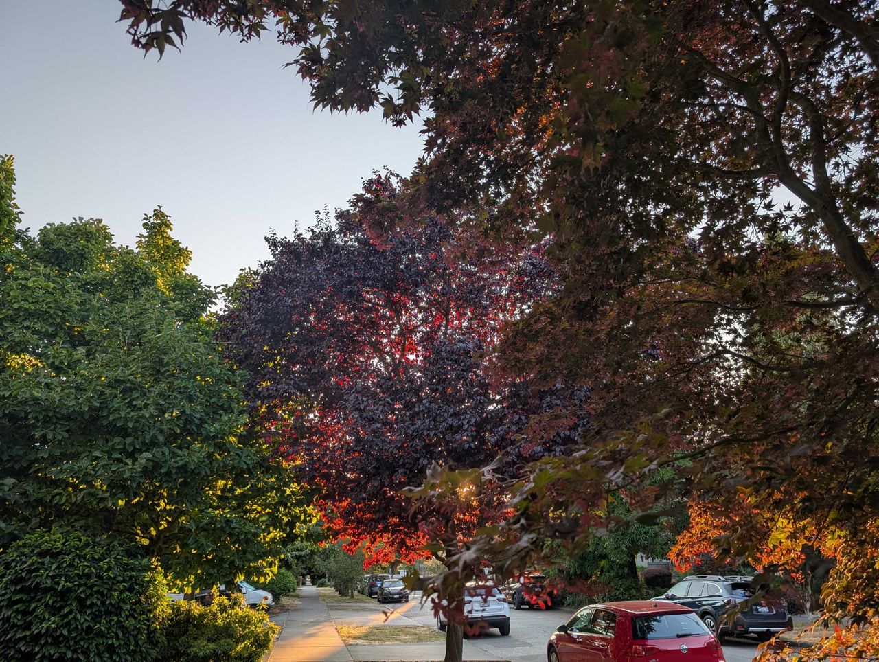 Trees