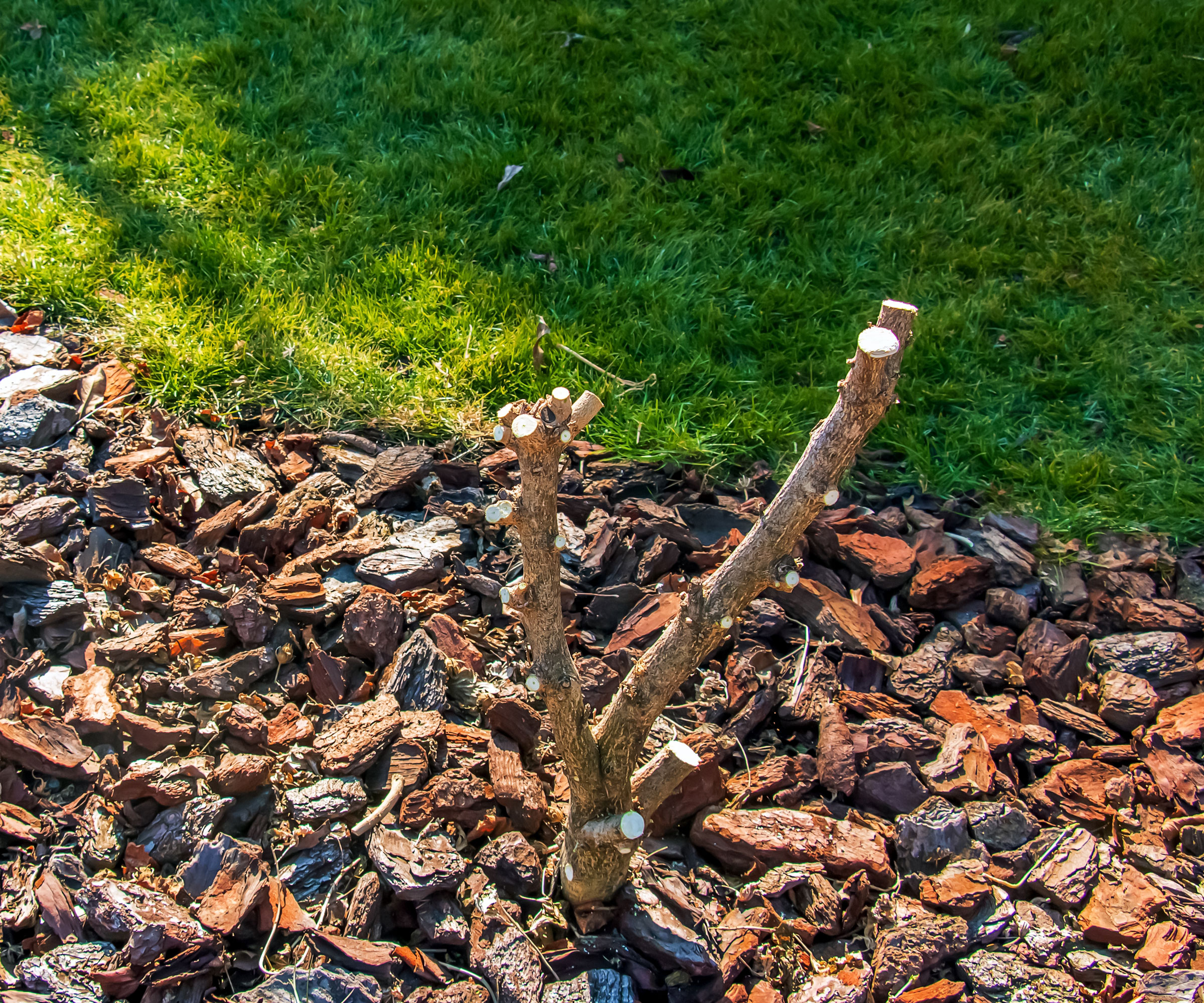 pruned rose of Sharon showing hard pruned base
