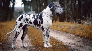 Portrait of Great Dane standing on path in forest setting