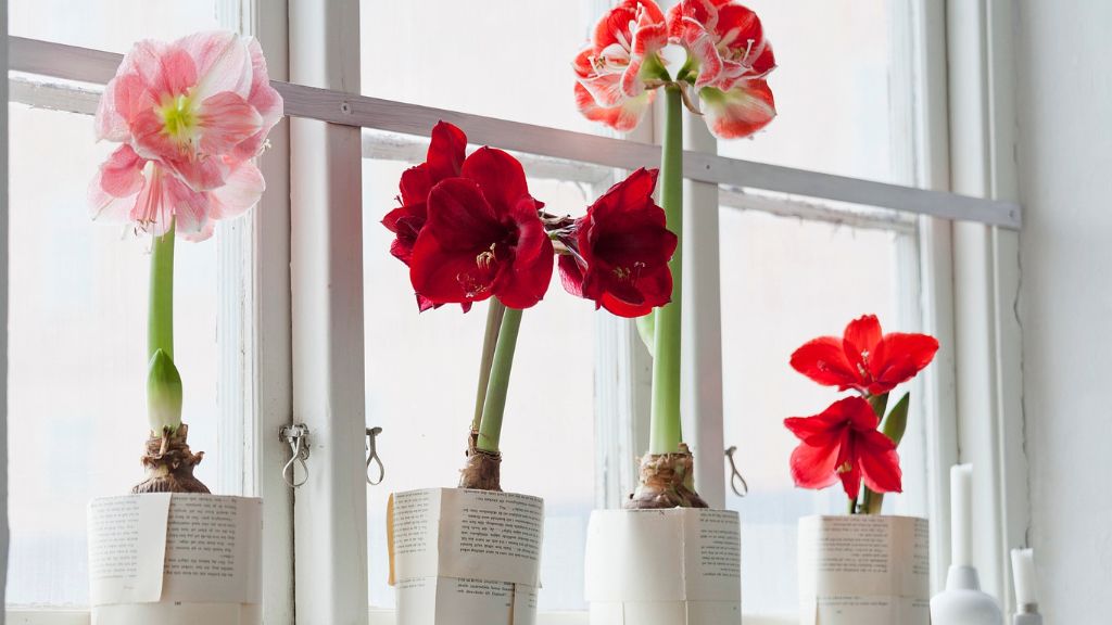 Amaryllis flowers on a windowsill