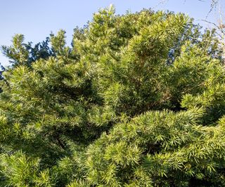 Podocarpus macrophyllus, with green leaves in a sunny garden