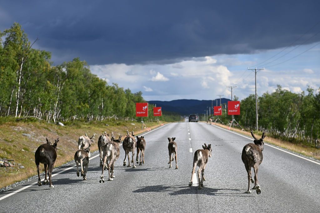 KILPISJARVI FINLAND AUGUST 06 Reindeer herd on the border between Norway and Finland during the 8th Arctic Race Of Norway 2021 Stage 2 a 178km stage from Nordkjosbotn to Storfjord Kilpisjrvi Finland ArcticRace on August 06 2021 in Kilpisjarvi Finland Photo by Stuart FranklinGetty Images