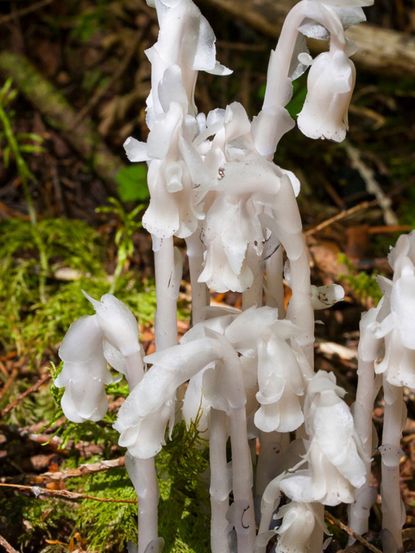 White Indian Pipe Plant