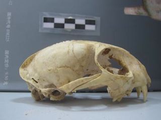 Leopard Cat Skull