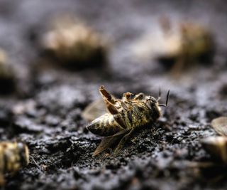 Dead bees laying on soil