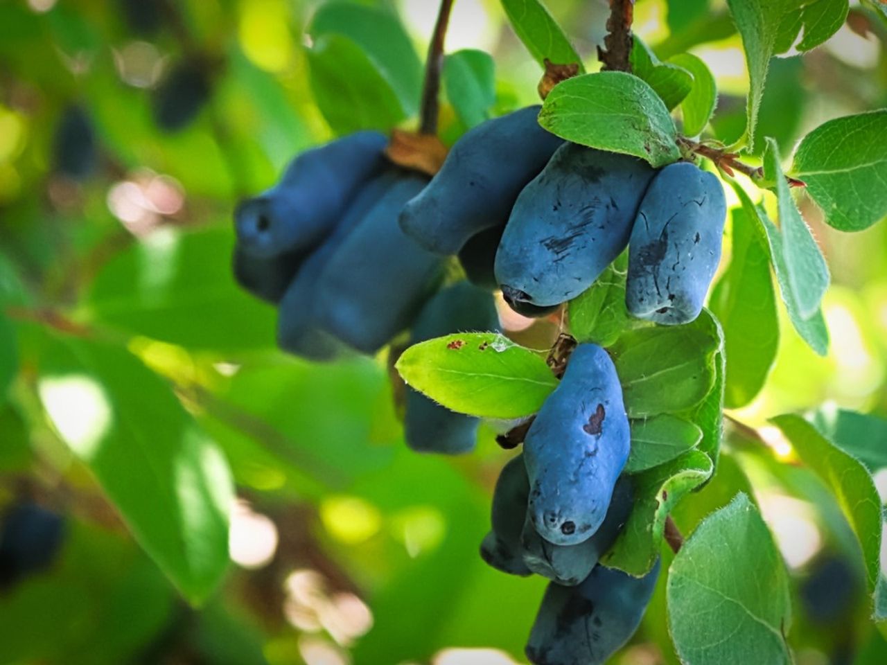 Honeyberries On A Tree