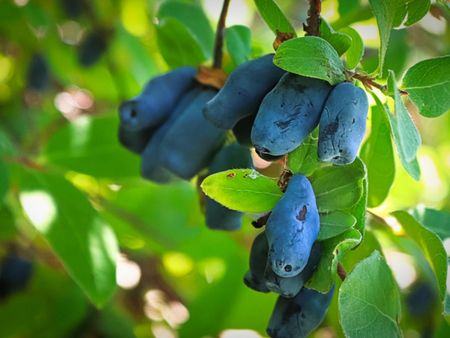 Honeyberries On A Tree