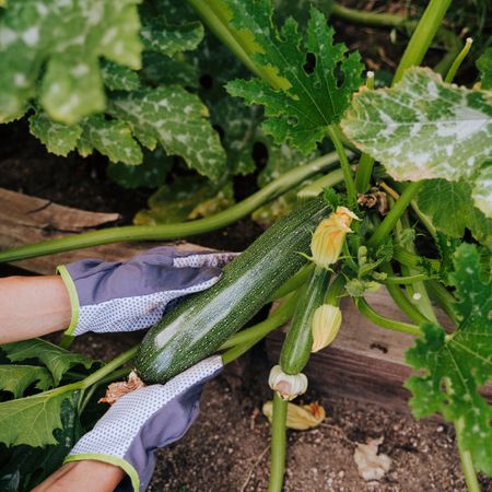 Woman harvesting zucchini