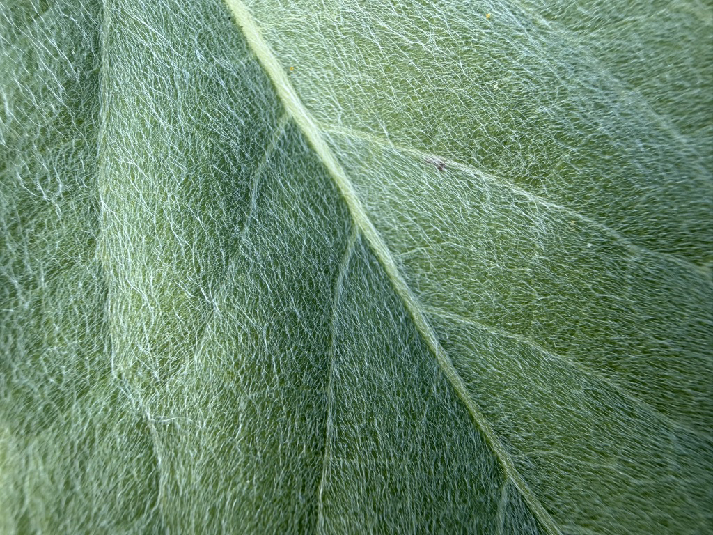 Apple iPhone 17 Camera Samples
