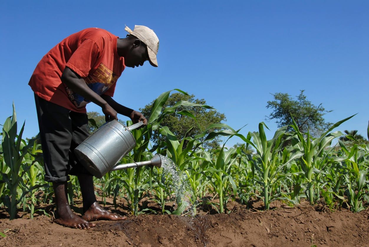 Person Watering Rows Of Sugarcane Plants