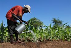 Person Watering Rows Of Sugarcane Plants