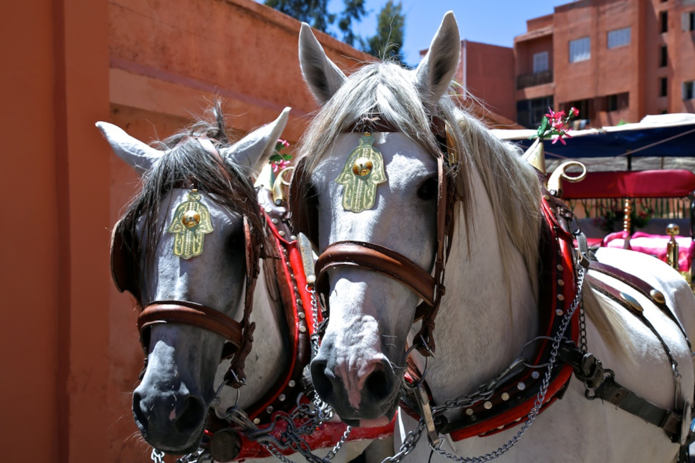 Cal&egrave;che-horses-in-Morocco-&copy;SPANA.jpg