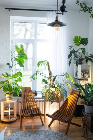 A sun-lit room filled with plants.